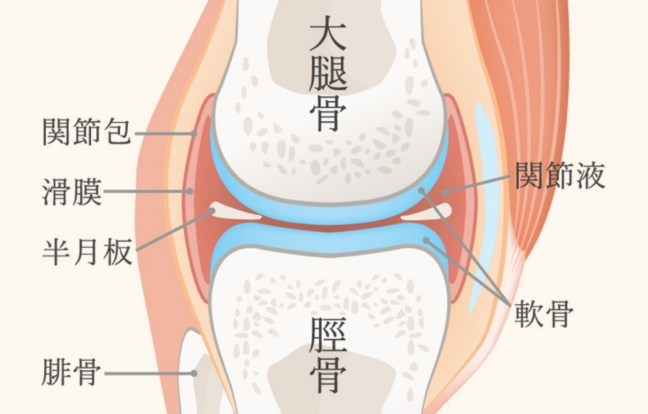 正常な膝関節